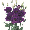 استوما | لیزیانتوس Eustoma | Lisianthus